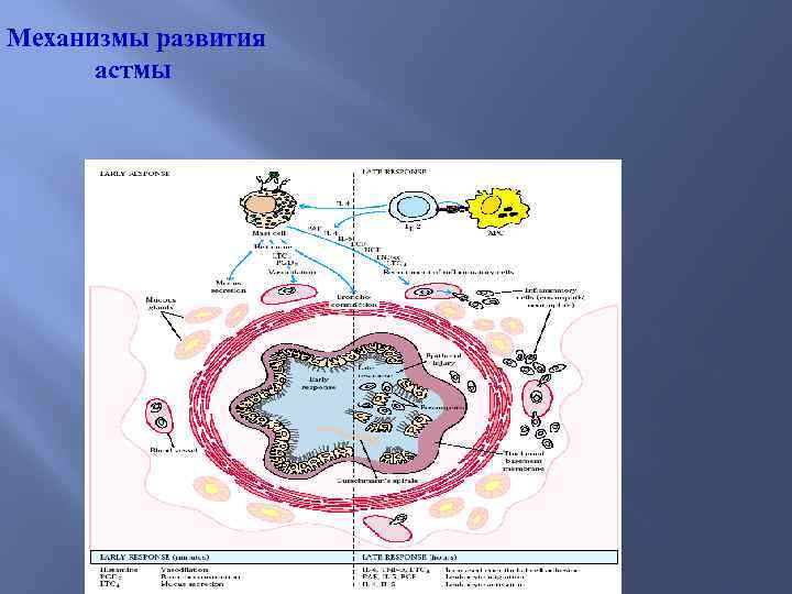 Механизмы развития астмы 