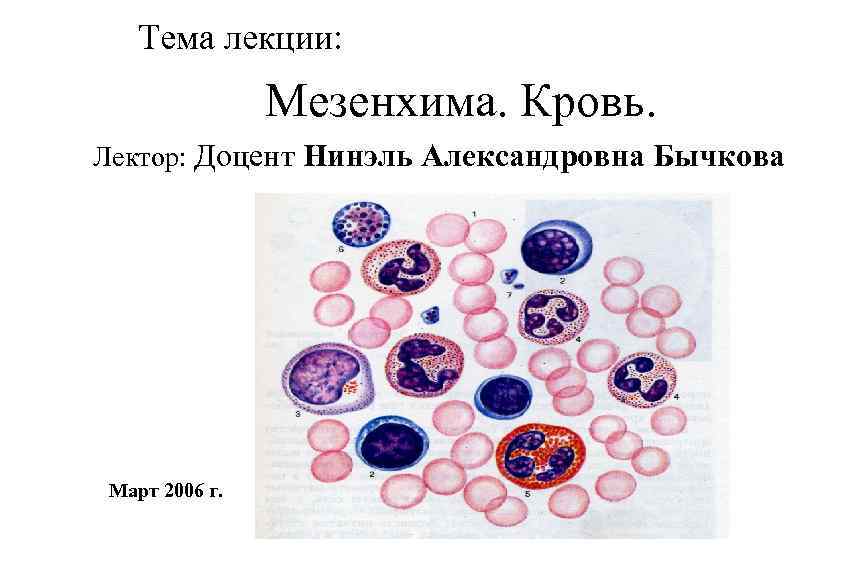 Тема лекции: Мезенхима. Кровь. Лектор: Доцент Нинэль Александровна Бычкова Март 2006 г. 