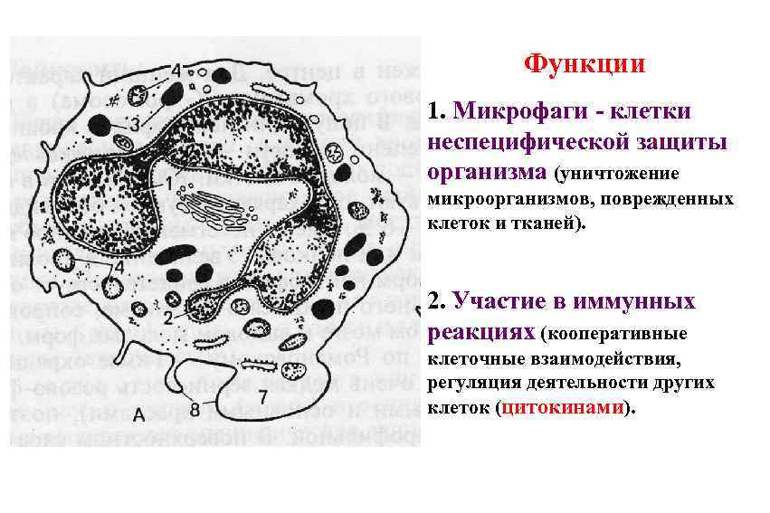 Функции 1. Микрофаги - клетки неспецифической защиты организма (уничтожение микроорганизмов, поврежденных клеток и тканей).