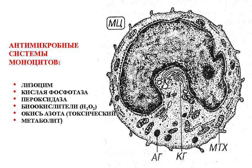 АНТИМИКРОБНЫЕ СИСТЕМЫ МОНОЦИТОВ: • • • ЛИЗОЦИМ КИСЛАЯ ФОСФОТАЗА ПЕРОКСИДАЗА БИООКИСЛИТЕЛИ (Н 2 О