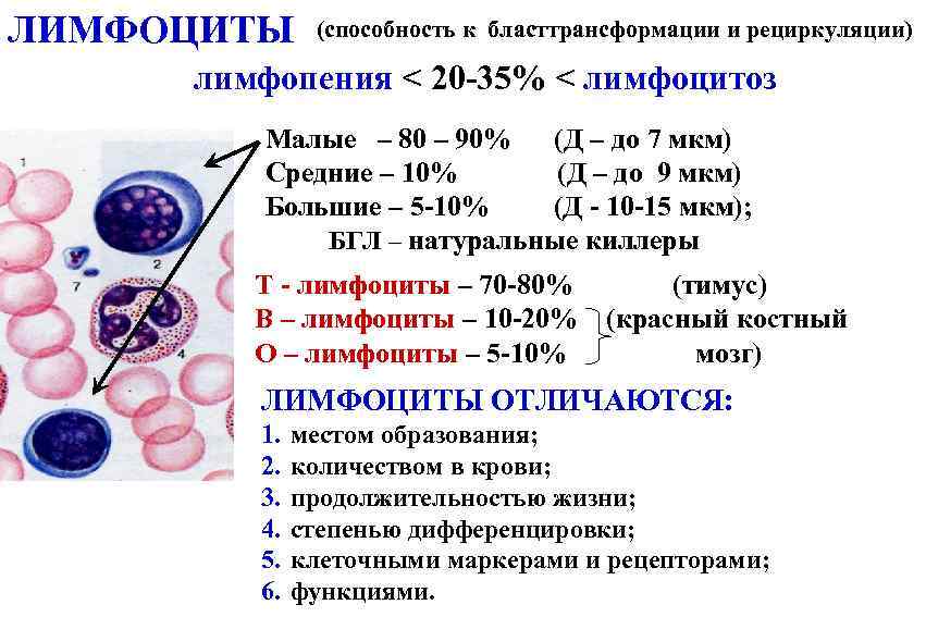 Лимфоциты какой анализ крови. Формула крови лимфоциты 50. Лимфоцитоз лейкоцитарная формула. Т-лимфоциты составляют 30% лимфоцитов. Лимфоцитоз это изменение количества лимфоцитов.