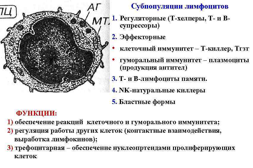 Субпопуляции лимфоцитов 1. Регуляторные (Т-хелперы, Т- и Всупрессоры) 2. Эффекторные • • клеточный иммунитет