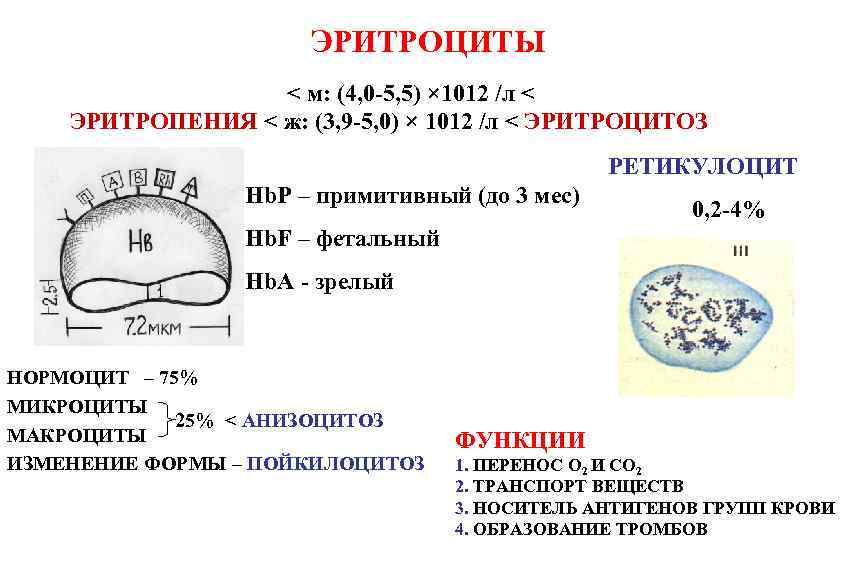 ЭРИТРОЦИТЫ < м: (4, 0 -5, 5) × 1012 /л < ЭРИТРОПЕНИЯ < ж: