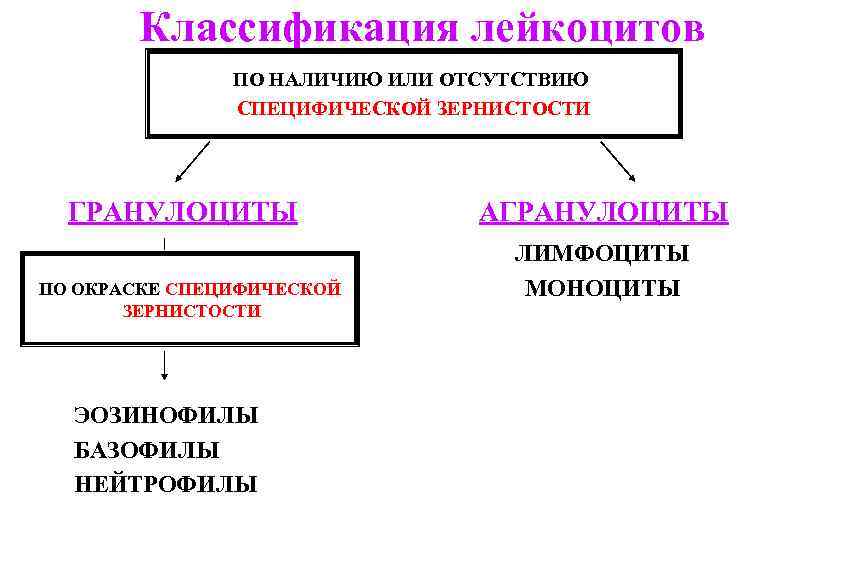 Классификация лейкоцитов ПО НАЛИЧИЮ ИЛИ ОТСУТСТВИЮ СПЕЦИФИЧЕСКОЙ ЗЕРНИСТОСТИ ГРАНУЛОЦИТЫ ПО ОКРАСКЕ СПЕЦИФИЧЕСКОЙ ЗЕРНИСТОСТИ ЭОЗИНОФИЛЫ