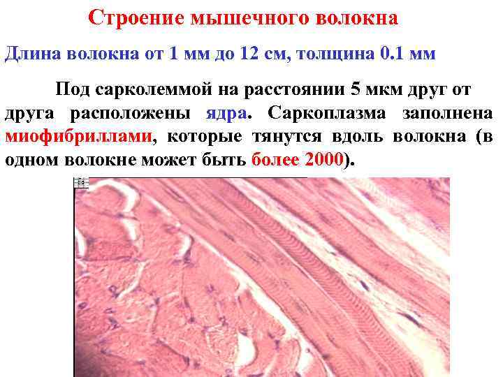 Строение мышечного волокна Длина волокна от 1 мм до 12 см, толщина 0. 1
