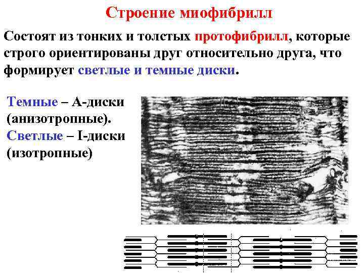 И тонкий тонкий состоит из