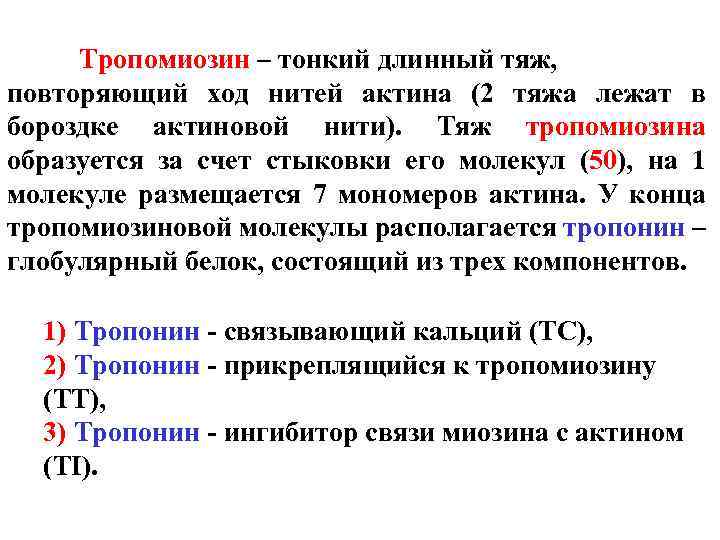 Тропомиозин – тонкий длинный тяж, повторяющий ход нитей актина (2 тяжа лежат в бороздке