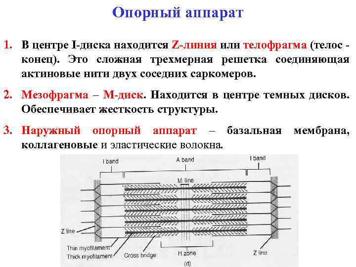 Опорный аппарат 1. В центре I-диска находится Z-линия или телофрагма (телос конец). Это сложная