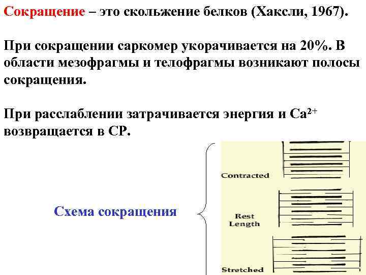 Сокращение – это скольжение белков (Хаксли, 1967). При сокращении саркомер укорачивается на 20%. В