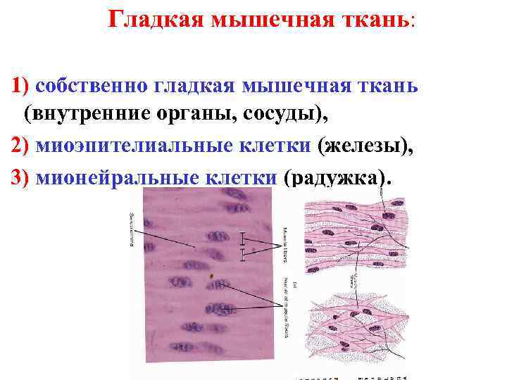 Гладкая мышечная ткань характеристика