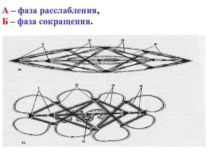А – фаза расслабления, Б – фаза сокращения. 