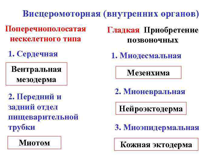 Висцеромоторная (внутренних органов) Поперечнополосатая нескелетного типа 1. Сердечная Вентральная мезодерма 2. Передний и задний