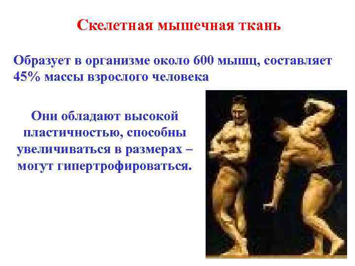 Скелетная мышечная ткань Образует в организме около 600 мышц, составляет 45% массы взрослого человека