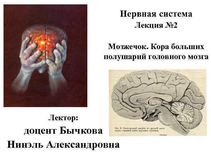 Нервная система Лекция № 2 Мозжечок. Кора больших полушарий головного мозга Лектор: доцент Бычкова