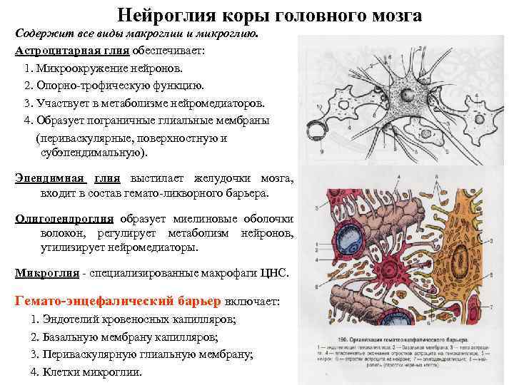 Нейроглия коры головного мозга Содержит все виды макроглии и микроглию. Астроцитарная глия обеспечивает: 1.