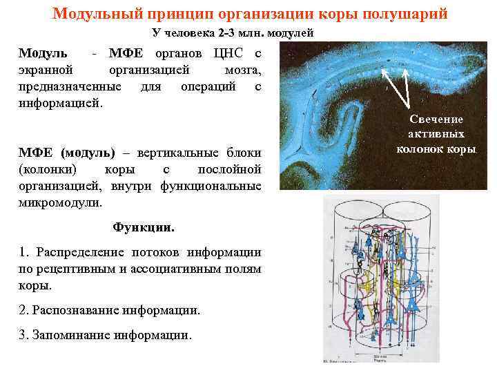 Модульный принцип организации коры полушарий У человека 2 -3 млн. модулей Модуль - МФЕ