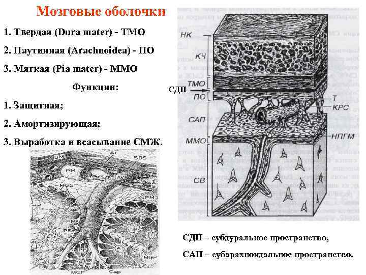 Оболочки головного мозга схема