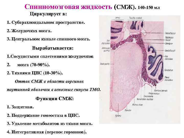 Спинномозговая жидкость (СМЖ). 140 -150 мл Циркулирует в: 1. Субарахноидальном пространстве. 2. Желудочках мозга.