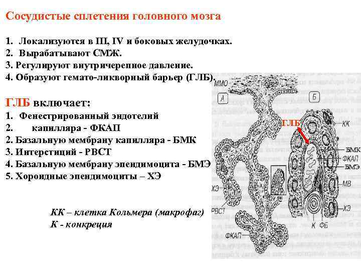 Схема межнейронных связей в коре мозжечка