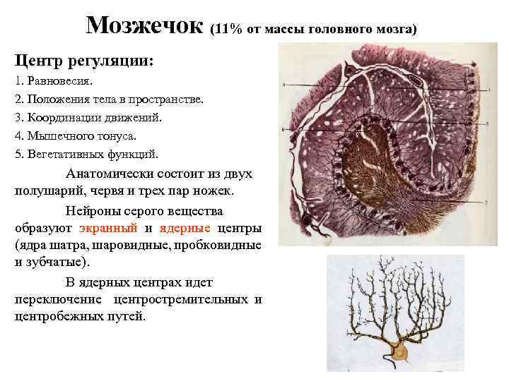 Мозжечок гистология рисунок