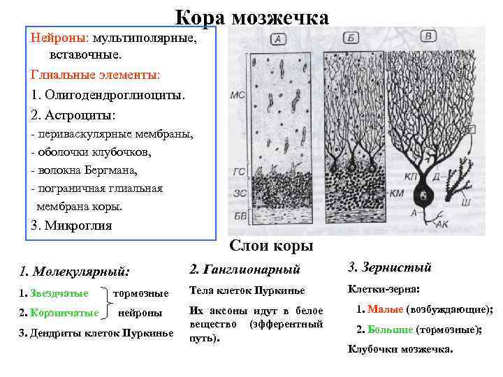 Схема коры мозжечка гистология