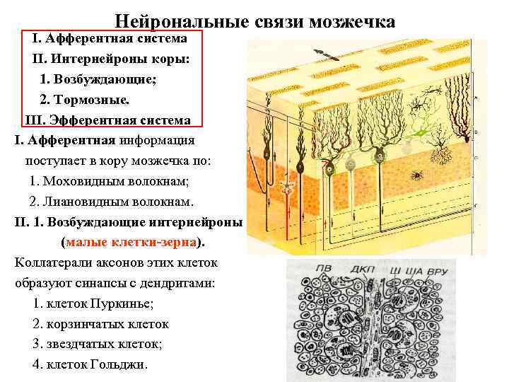 Нейрональные связи мозжечка I. Афферентная система II. Интернейроны коры: 1. Возбуждающие; 2. Тормозные. III.