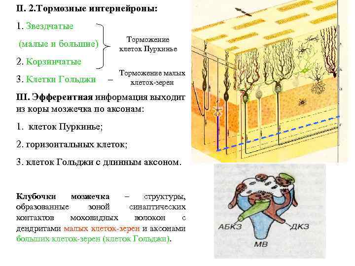 II. 2. Тормозные интернейроны: 1. Звездчатые Торможение клеток Пуркинье (малые и большие) 2. Корзинчатые