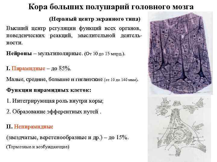 Кора больших полушарий головного мозга (Нервный центр экранного типа) Высший центр регуляции функций всех