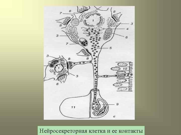 Нейросекреторная клетка и ее контакты 