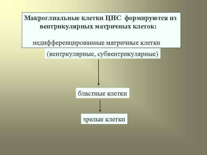 Макроглиальные клетки ЦНС формируются из вентрикулярных матричных клеток: недифференцированные матричные клетки (вентркулярные, субвентрикулярные) бластные