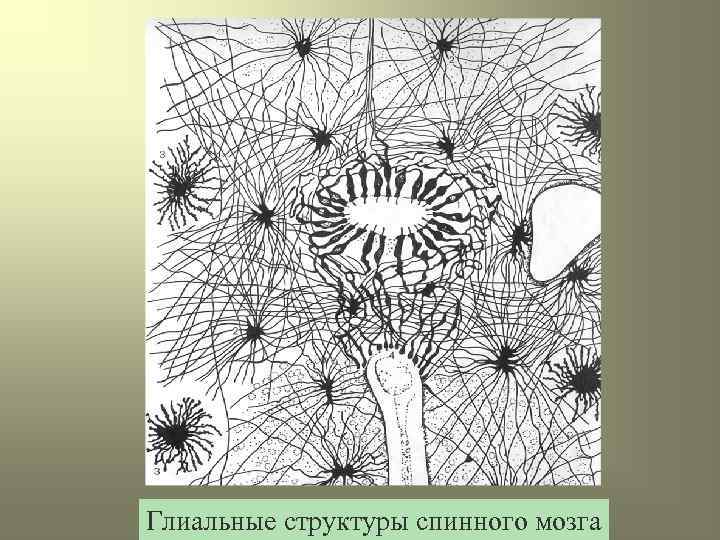 Глиальные структуры спинного мозга 