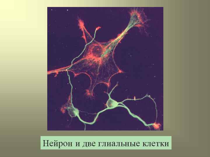 Нейрон и две глиальные клетки 