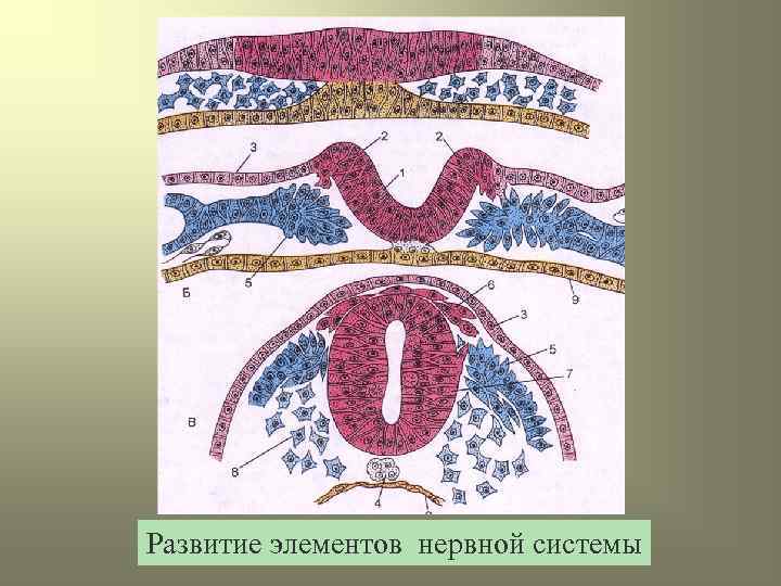 Развитие элементов нервной системы 