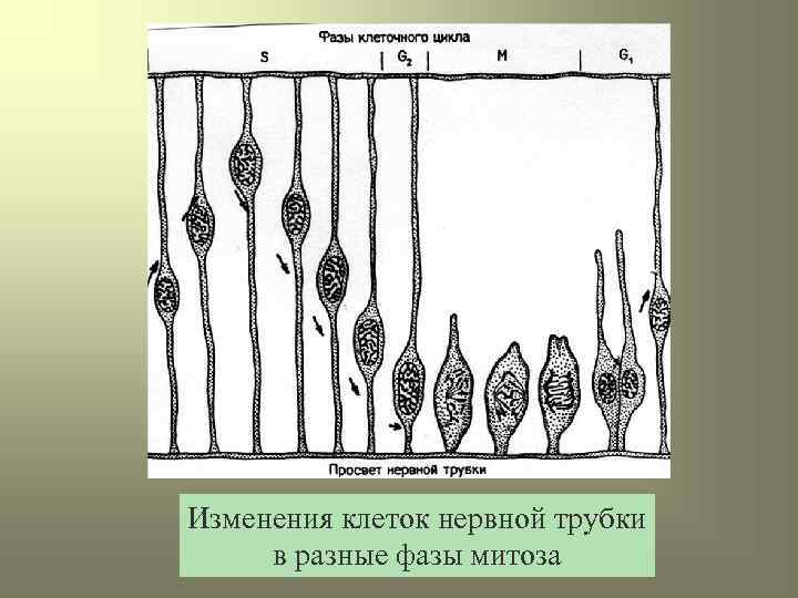 Изменения клеток нервной трубки в разные фазы митоза 