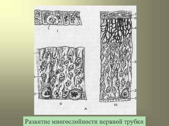 Развитие многослойности нервной трубки 