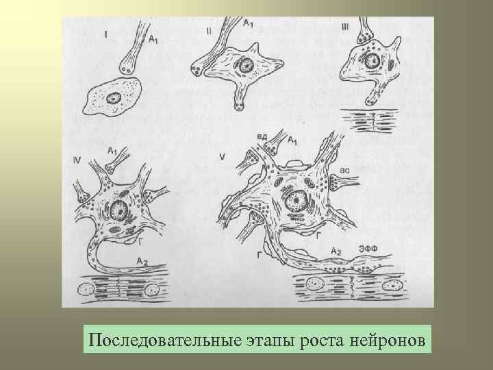 Последовательные этапы роста нейронов 