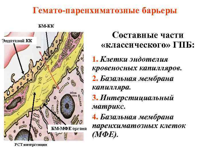 Гемато-паренхиматозные барьеры БМ-КК Составные части «классического» ГПБ: Эндотелий КК БМ-МФЕ органа РСТ интерстиция 1.