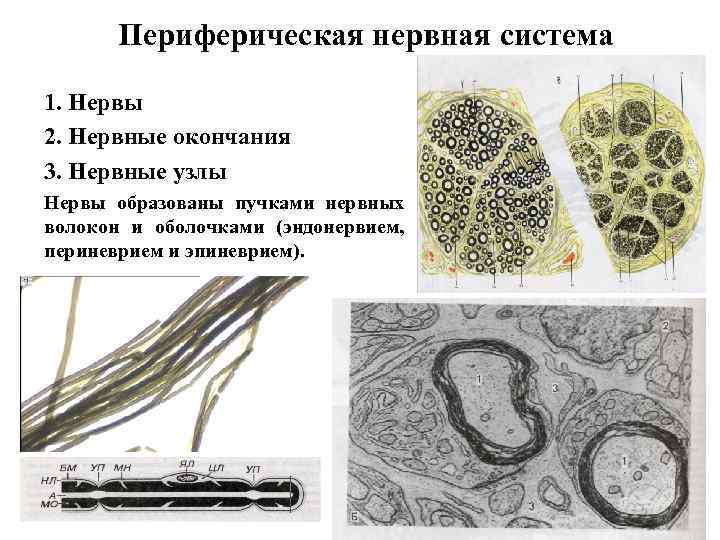 Периферическая нервная система 1. Нервы 2. Нервные окончания 3. Нервные узлы Нервы образованы пучками