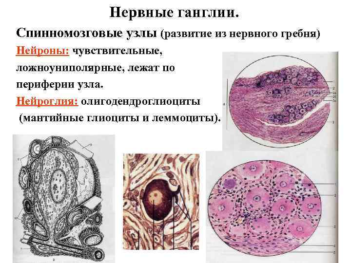 Нервные ганглии. Спинномозговые узлы (развитие из нервного гребня) Нейроны: чувствительные, ложноуниполярные, лежат по периферии