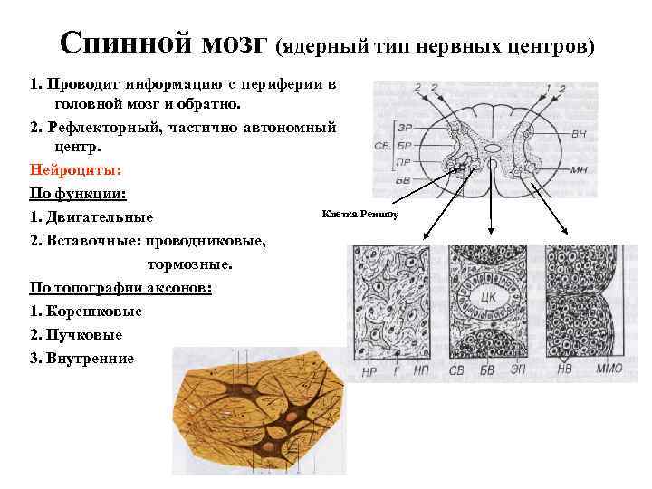 Спинной мозг (ядерный тип нервных центров) 1. Проводит информацию с периферии в головной мозг