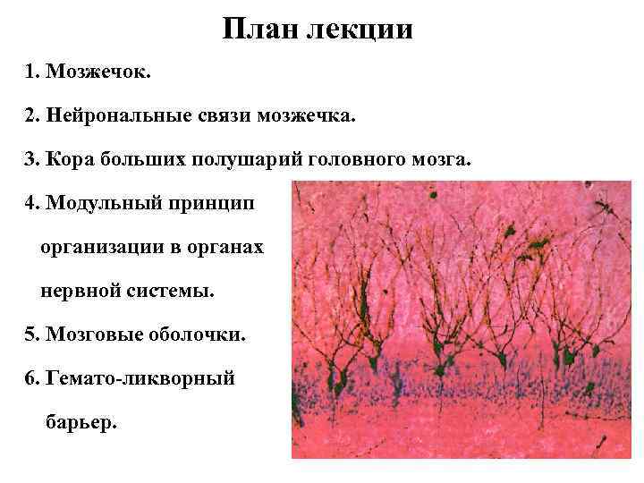 План лекции 1. Мозжечок. 2. Нейрональные связи мозжечка. 3. Кора больших полушарий головного мозга.