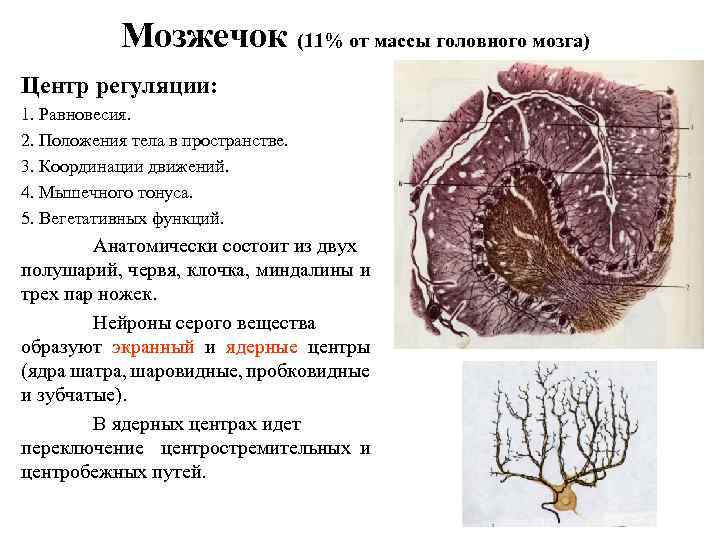 Мозжечок (11% от массы головного мозга) Центр регуляции: 1. Равновесия. 2. Положения тела в