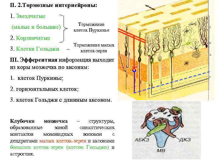 II. 2. Тормозные интернейроны: 1. Звездчатые Торможение клеток Пуркинье (малые и большие) 2. Корзинчатые