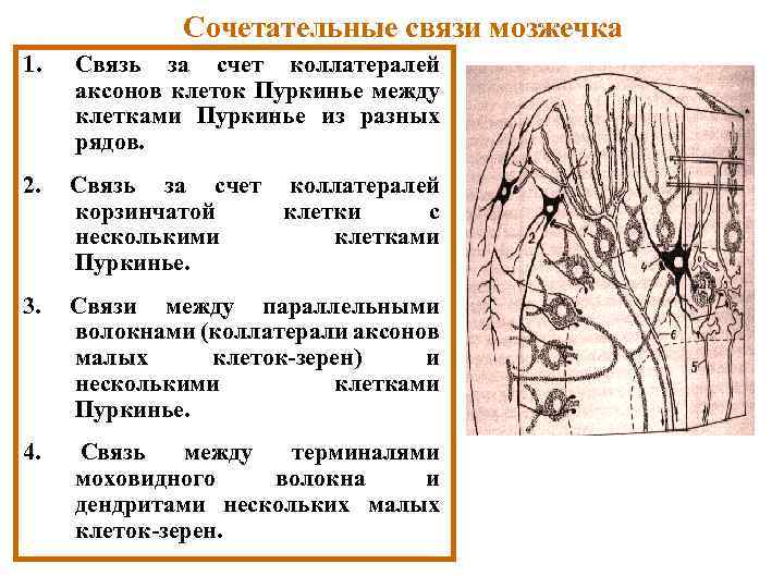 Сочетательные связи мозжечка 1. Связь за счет коллатералей аксонов клеток Пуркинье между клетками Пуркинье