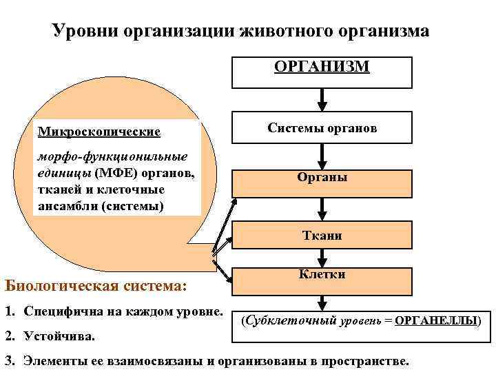 Уровни организации животного организма ОРГАНИЗМ Микроскопические морфо-функционильные единицы (МФЕ) органов, тканей и клеточные ансамбли