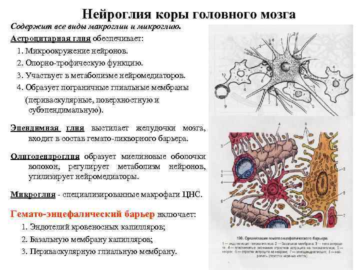 Нейроглия коры головного мозга Содержит все виды макроглии и микроглию. Астроцитарная глия обеспечивает: 1.