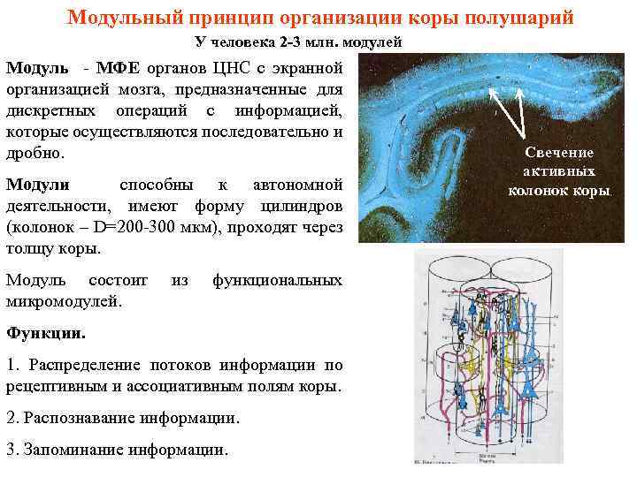 Модульный принцип организации коры полушарий У человека 2 -3 млн. модулей Модуль - МФЕ