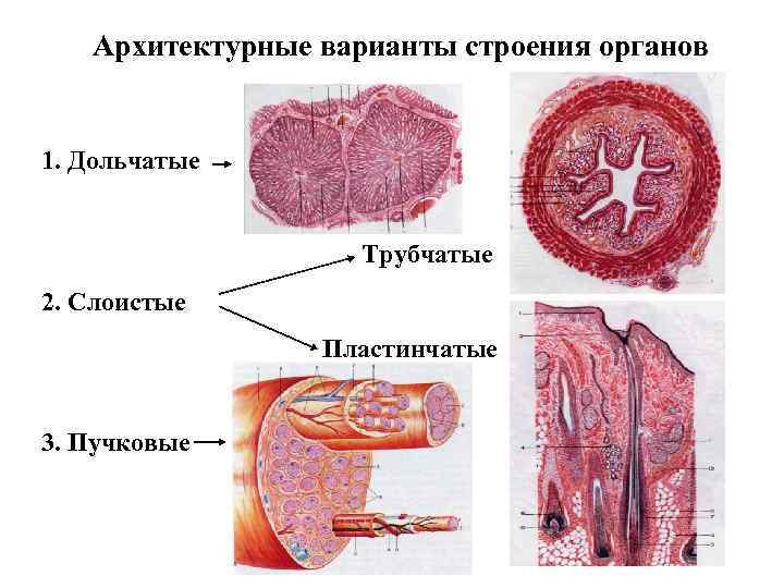 Архитектурные варианты строения органов 1. Дольчатые Трубчатые 2. Слоистые Пластинчатые 3. Пучковые 