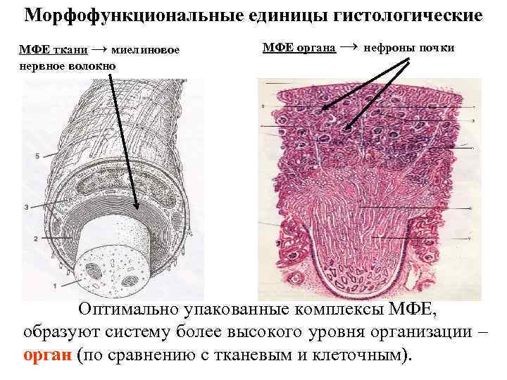 Морфофункциональные единицы гистологические МФЕ ткани → миелиновое нервное волокно МФЕ органа → нефроны почки