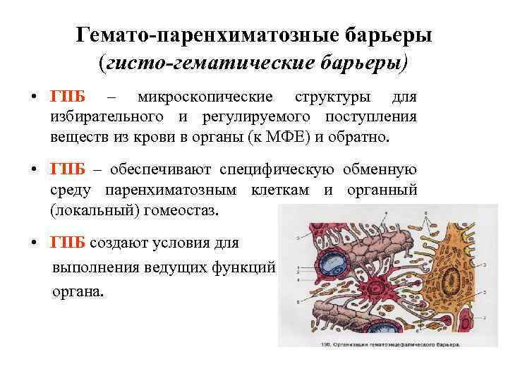 Гемато-паренхиматозные барьеры (гисто-гематические барьеры) • ГПБ – микроскопические структуры для избирательного и регулируемого поступления